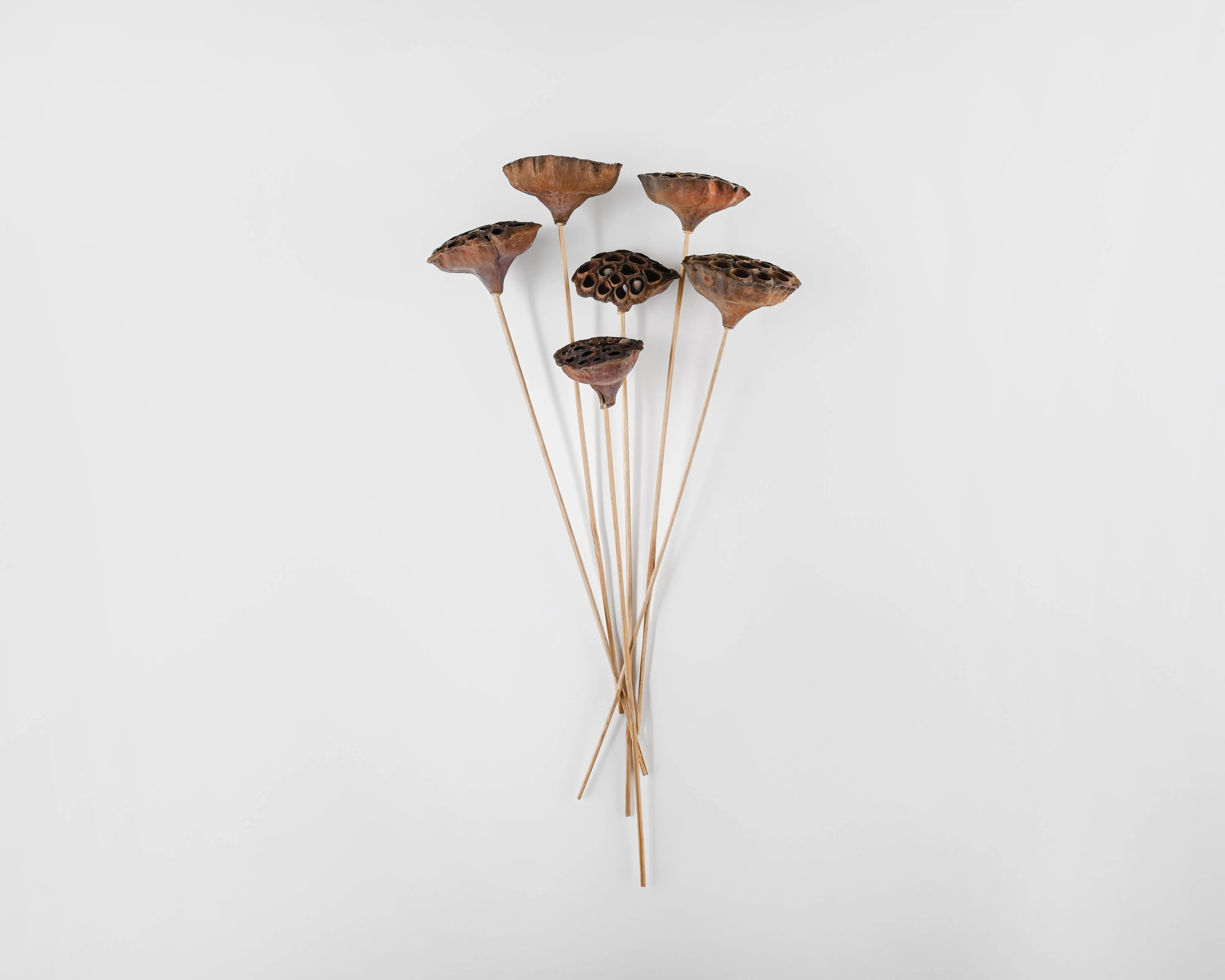 Dried Lotus Pods