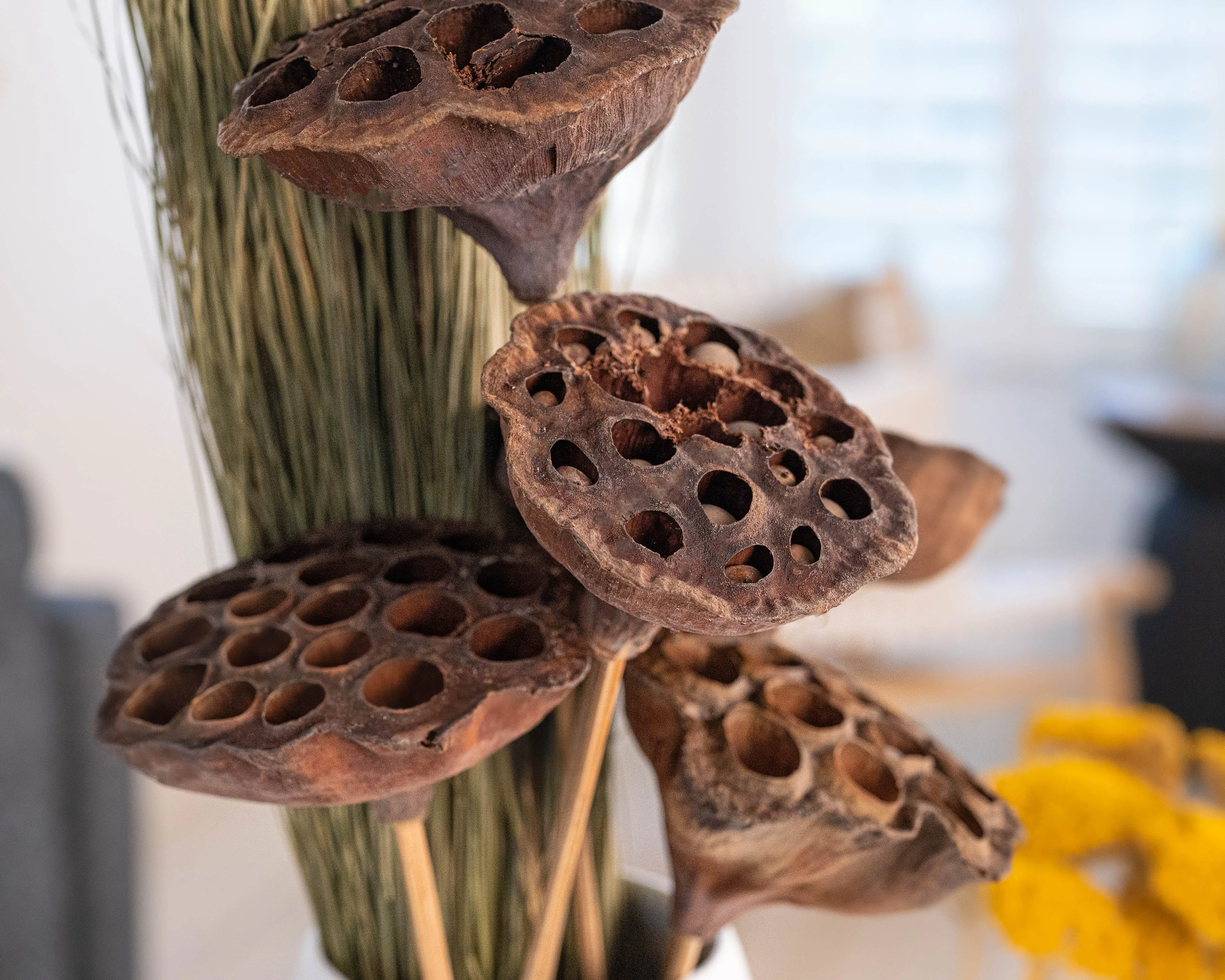 Dried Lotus Pods