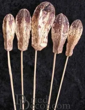 Mahogany Pods